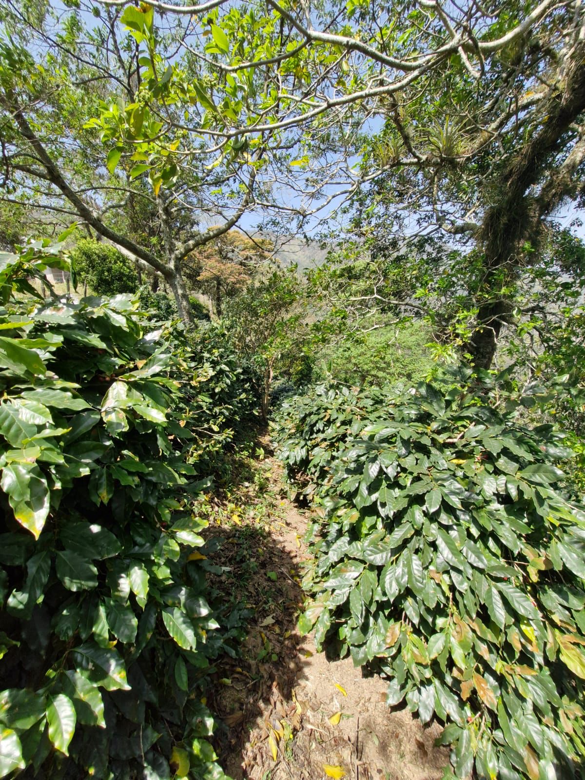 Sombra, altura y fruto