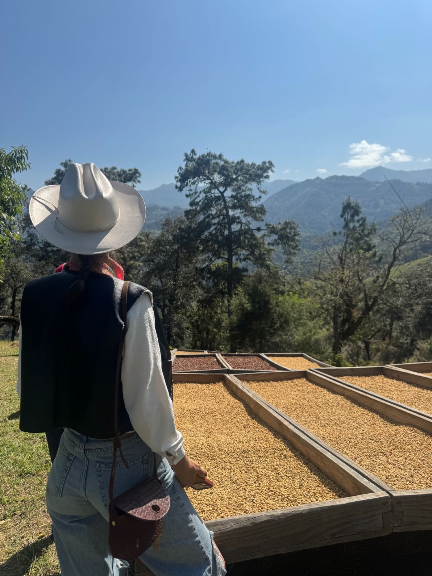 Café secándose al sol en camas elevadas